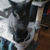 Parmesan, chat à adopter
