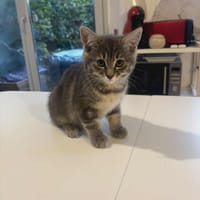 Simone, chatte à adopter