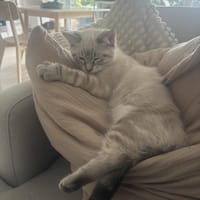 Merlin, chat à adopter