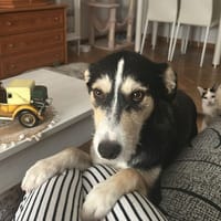 MANOLITO, chien à adopter