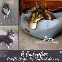 Tiana, chienne à adopter