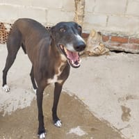 JULIETA, chienne à adopter