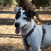 LAKY, chienne à adopter