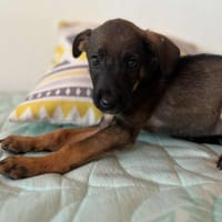 Brownie, femelle croisée berger, née le 01/08/2025 🐶, chienne à adopter