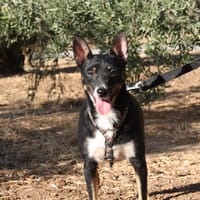 SALLY, chienne à adopter