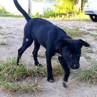 Dobbie, femelle berger, née le 21/06/2025 🐶, chienne à adopter