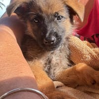 Felpo, mâle croisé berger, né le 01/08/2025 🐶, chien à adopter