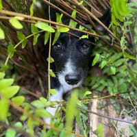 Muscat, femelle croisée berger, née le 01/07/2025 🐶, chienne à adopter