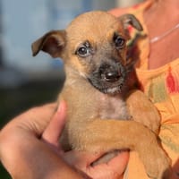 Rolly, femelle croisée berger, née le 01/08/2025 🐶, chienne à adopter