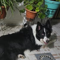 OREO, chien à adopter
