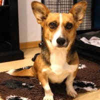 Tanja Corgi Mix 3 Jahre 30 cm, Hündin zur Adoption