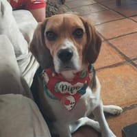 Freundl. Beaglerüde- 45879 Gelsenkirchen, Hund zur Adoption