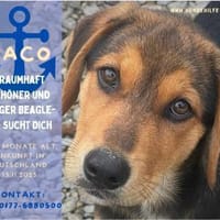 Paco - zuckersüßer Welpenbub!, Hund zur Adoption
