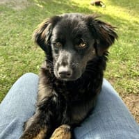 Zuckerknopf Bailey sucht seine Familie, Hund zur Adoption