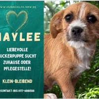 Maylee - süße, kleine Welpemaus, Hündin zur Adoption