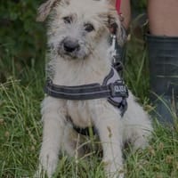 Hanga Ludwig Eberhofer Double, Hündin zur Adoption