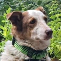 HELEN, lieb und sanft, Hündin zur Adoption