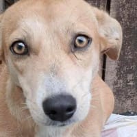 Sophia, suche Euch und Körbchen, Hündin zur Adoption