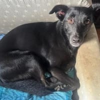 Inanna aus Viersen sucht ein Zuhause!, Hündin zur Adoption