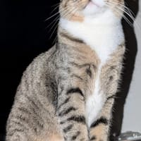Nils sucht liebevolle Dosenöffner, Kater zur Adoption