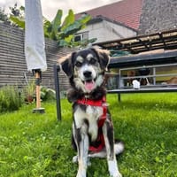 Carmen - Neugierige Fellnase, Hündin zur Adoption