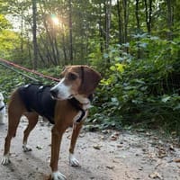 Fanja auf der Suche nach ihrem Zuhause, Hündin zur Adoption