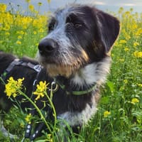 Sanfte Paula sucht ihre Familie, Hündin zur Adoption