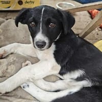 Liv, eine kleine 6 kg schwere Hündin, Hündin zur Adoption
