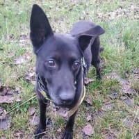 Pumba  treuer Labbimix, Hund zur Adoption