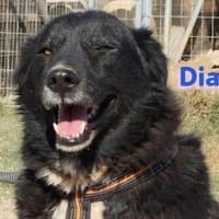 Dias - freundlich und ruhig, Hund zur Adoption