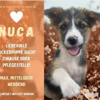 Nuca - Welpenmaus sucht Zuhause1, Hündin zur Adoption
