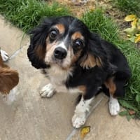 Kleiner Charmeur Pepe, Hund zur Adoption