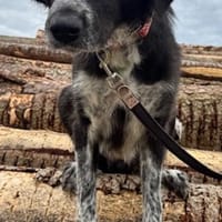 Pina eine Seele von Hund / 82284, Hündin zur Adoption