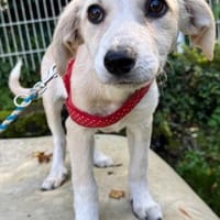 Rubi die hübsche Blonde / 822284, Hündin zur Adoption