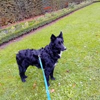 Strolchi sucht ländliches Zuhause, Hund zur Adoption