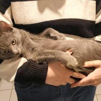 Mimmo sucht ein Zuhause, Kater zur Adoption