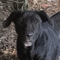 Freundliche MARA sucht Zuhause, Hündin zur Adoption