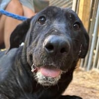 OTTO 2 sucht seine Menschen, Hund zur Adoption