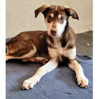Malte - wartet in 56754 Binningen, Hund zur Adoption