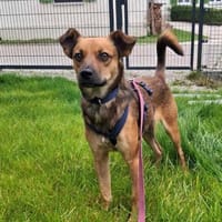 Duke -kleiner Abenteurer mit großem Herz, Hund zur Adoption