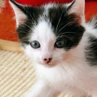 Katzenkind Luis, Kater zur Adoption