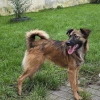Chanel - gerade noch gerettet!, Hündin zur Adoption