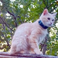 Menschenbezogene Katze Lily, Katze zur Adoption