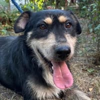 MIRUNA möchte kuscheln, Hündin zur Adoption
