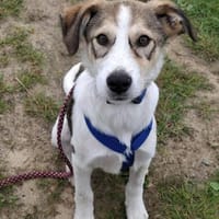 Ozzy - lebenslustiger Jungspund, Hund zur Adoption