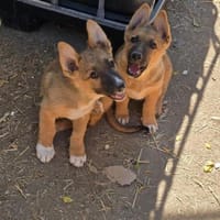 Fifi + Bondarel, Dreamteam sucht Familie, Hund zur Adoption