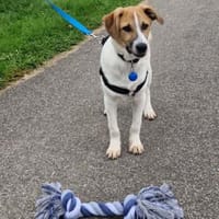 Tajo - kl. Mann mit großem Herzen, Hund zur Adoption