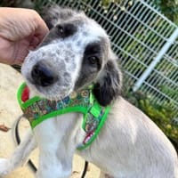 Kurti der liebe Welpe / 82284, Hund zur Adoption