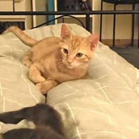 Zuhause für Mirto gesucht, Kater zur Adoption
