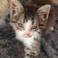 Katzenkind Kasimir, Kater zur Adoption